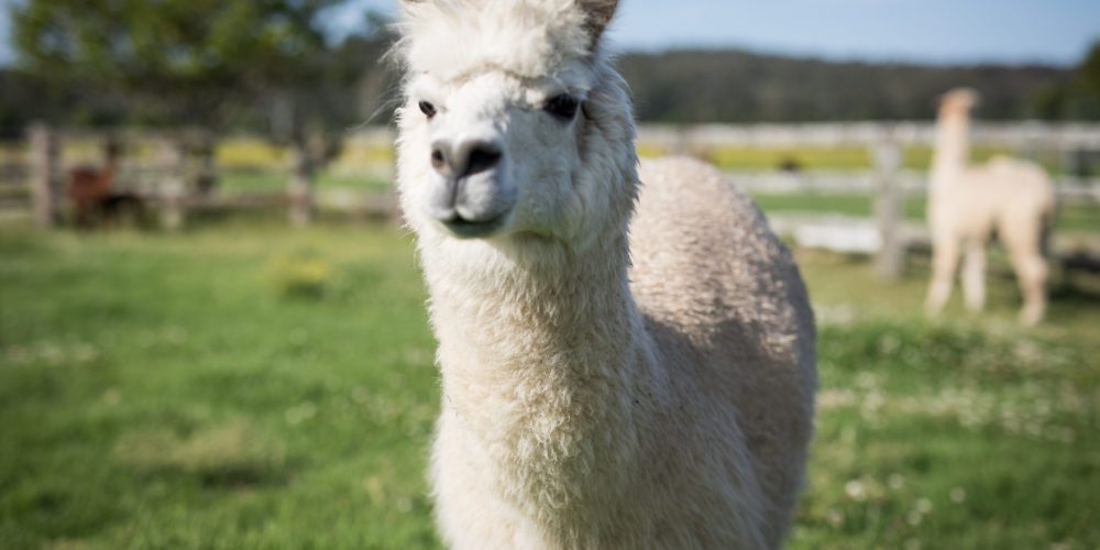 alpaca-magic-2022-11-14-11-03-23-utc alpaca-magic-2022-11-14-11-03-23-utc