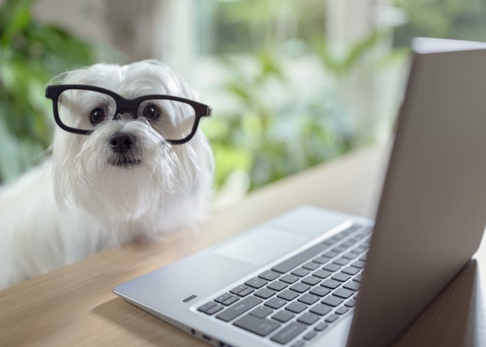 Dog using laptop computer Dog with glasses using laptop computer