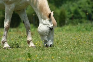 werkveld Paard